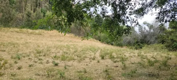Parcela de 5.000 m² a 9,5 km de Villarrica, con camino asfaltado hasta el terreno — foto 2/4