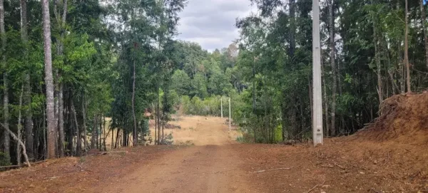 Parcela de 5.000 m² en Santa Elsa, Huaqui, entre Loncoche y Villarrica — foto 3/8