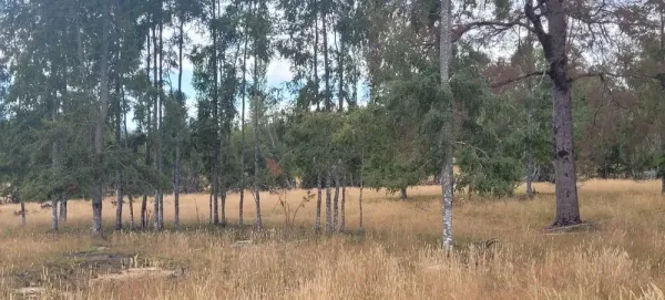 Parcela de 5.000 m² en Santa Elsa, Huaqui, entre Loncoche y Villarrica — foto 4/8