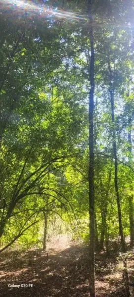 Parcela de 5.000 m² en Villa Eco Natural, Ñancul, a 7 minutos de Villarrica — foto 3/11