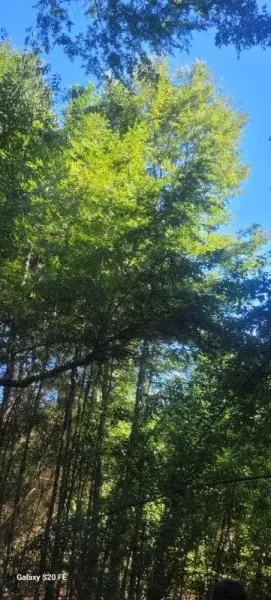 Parcela de 5.000 m² en Villa Eco Natural, Ñancul, a 7 minutos de Villarrica — foto 4/11