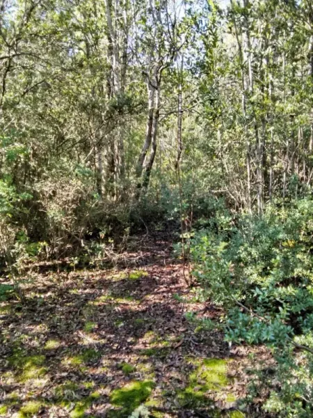 Parcela de 8.000 m² en Challupén Alto, Villarrica, con árboles nativos — foto 2/9