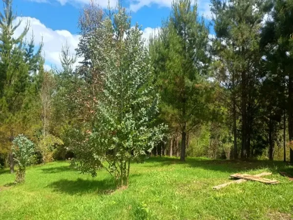 Parcela de 5.000 m² con casa en la Novena Faja, Loncoche, camino a Villarrica — foto 3/6