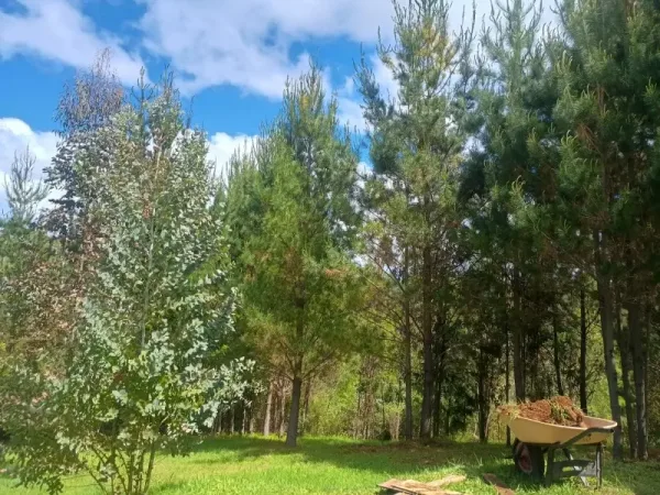 Parcela de 5.000 m² con casa en la Novena Faja, Loncoche, camino a Villarrica — foto 4/6