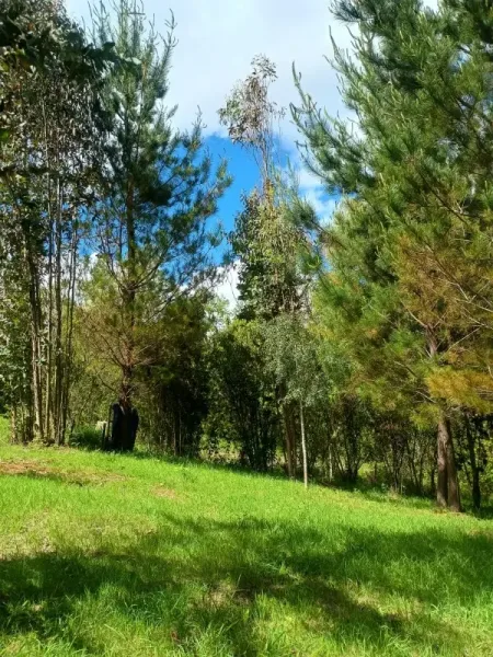 Parcela de 5.000 m² con casa en la Novena Faja, Loncoche, camino a Villarrica — foto 5/6