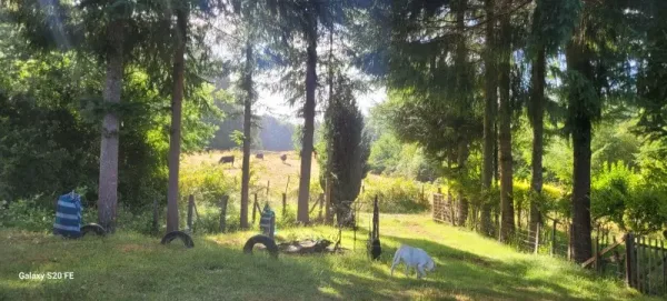 Parcela de 5.000 m² con casa en Coipué, con APR y estero en el deslinde — foto 5/17