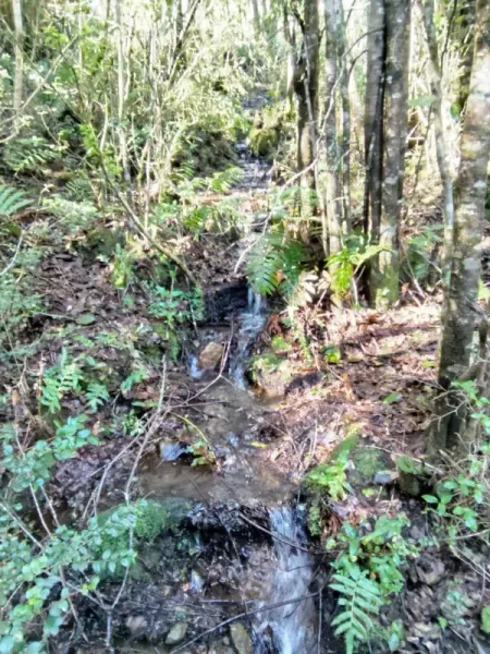 Parcela de 5.000 m² en Cudico Pino Huacho, Villarrica, con factibilidad de luz y agua — foto 3/7