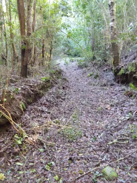 Parcela de 5.000 m² en Cudico Pino Huacho, Villarrica, con factibilidad de luz y agua — foto 4/7
