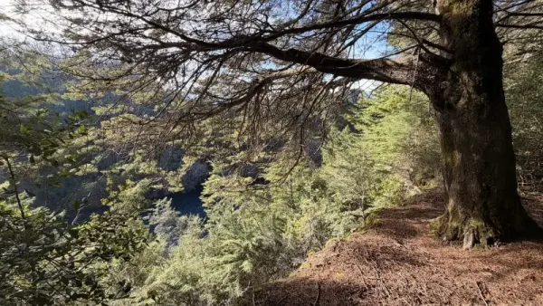 Parcela de 5.000 m² en Putúe Alto, Villarrica, junto al río Toltén y con vista al volcán — foto 2/9