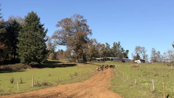 Fundo ganadero de 80 ha en Loncoche, camino a Villarrica — foto 2/33