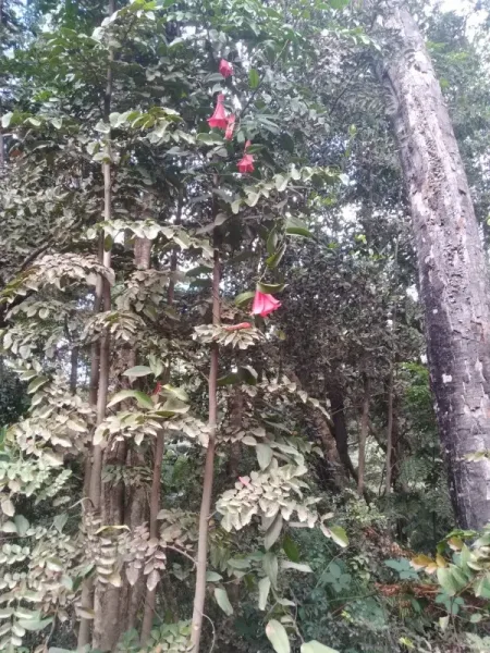 Parcela de 5.000 m² en Añilco, Villarrica, con casa y domo — foto 4/12