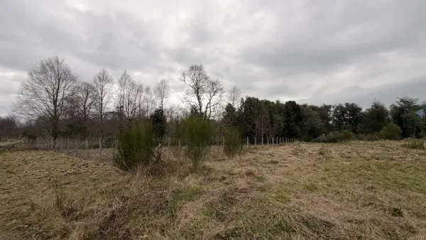 Parcela de 5.000 m² en condominio Don Enrique, Villarrica, con agua y luz a 5 km del centro — foto 4/5