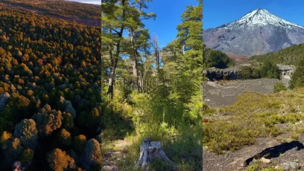 Campo Pucón 31,45 ha subdivididas con vista al volcán Villarrica — foto 2/2