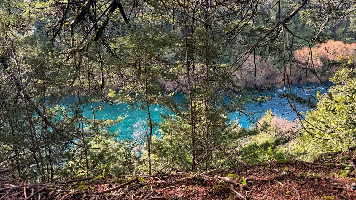 Río de aguas turquesa entre bosque nativo